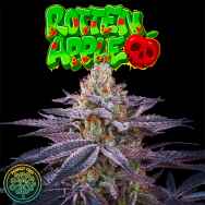 Perfect Tree Seeds Rotten Apple (JET A LINE FEM)