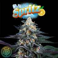 Perfect Tree Seeds Spritz (JET A LINE FEM)