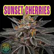 Perfect Tree Seeds Sunset Cherries (CHERRYTINI LINE FEM)