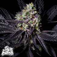 Pure Instinto Seeds Diamond Dust