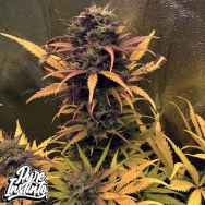 Pure Instinto Seeds Girl Scout Kush AUTO