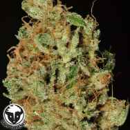 Rare Dankness Seeds Ghost Train Haze #9