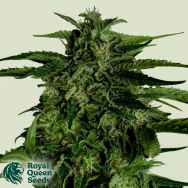 Royal Queen Seeds Apollo F1