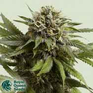 Royal Queen Seeds Apple Fritter Auto