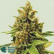 Royal Queen Seeds Apple Fritter