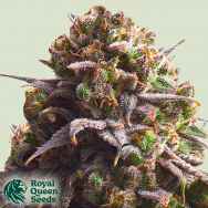 Royal Queen Seeds Biscotti