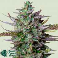 Royal Queen Seeds Blue Cheese AUTO