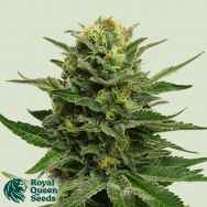 Royal Queen Seeds Blue Mystic