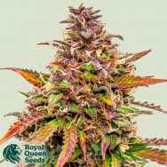 Royal Queen Seeds Bubble Kush Automatic