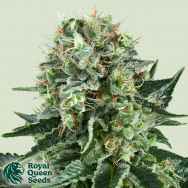 Royal Queen Seeds Bubble Kush
