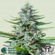 Royal Queen Seeds Stress Killer Auto CBD