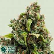 Royal Queen Seeds Candy Kush Express Fast