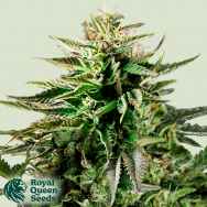 Royal Queen Seeds Cherry Pie