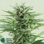 Royal Queen Seeds Easy Bud Automatic