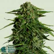 Royal Queen Seeds Epsilon F1