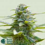 Royal Queen Seeds Exotic Witch