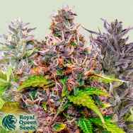 Royal Queen Seeds Indoor Mix