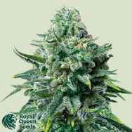 Royal Queen Seeds Forbidden Fruit