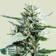 Royal Queen Seeds Granddaddy Purple