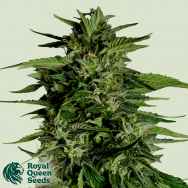 Royal Queen Seeds Hyperion F1