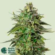 Royal Queen Seeds Larry OG