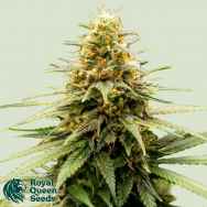 Royal Queen Seeds Lemon Skunk