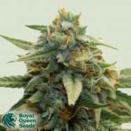 Royal Queen Seeds Mango Crunch