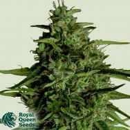 Royal Queen Seeds Milky Way F1