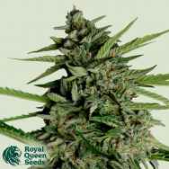 Royal Queen Seeds Orion F1