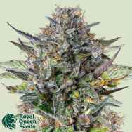 Royal Queen Seeds Pink Gorilla