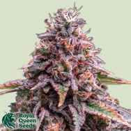 Royal Queen Seeds Pink Mist