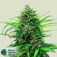 Royal Queen Seeds Pink Runtz Auto