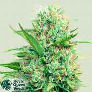 Royal Queen Seeds Pink Runtz