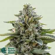 Royal Queen Seeds Pumpkin Kush