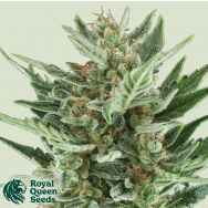 Royal Queen Seeds Royal Cheese Automatic