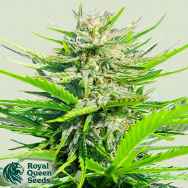 Royal Queen Seeds Royal Cheese Fast