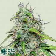 Royal Queen Seeds Royal Gorilla Automatic