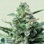 Royal Queen Seeds Royal Jack Automatic