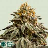 Royal Queen Seeds Royal Skywalker