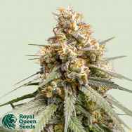 Royal Queen Seeds Shining Silver Haze