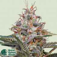 Royal Queen Seeds Shogun