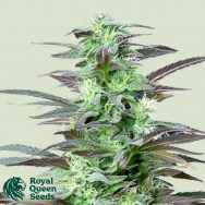 Royal Queen Seeds Skunk XL