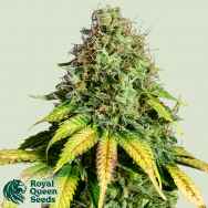 Royal Queen Seeds Somango XL