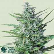 Royal Queen Seeds Special Kush #1