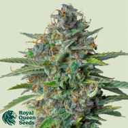 Royal Queen Seeds Strawberry Cough