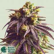 Royal Queen Seeds Sundae Driver