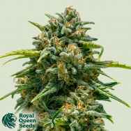 Royal Queen Seeds Sweet Skunk Automatic