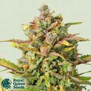 Royal Queen Seeds Sweet ZZ aka Sweet Zkittlez