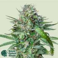 Royal Queen Seeds Tangie