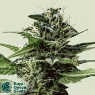 Royal Queen Seeds Tatanka Pure CBD